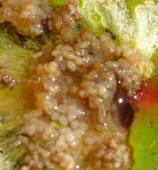 Galerucella nymphaeae