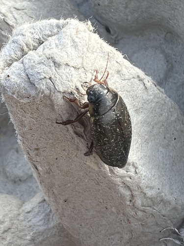 large-grooved diving beetle, Schiermonnikoog National Park, Schiermonnikoog, Provinz Friesland, NL, photo 5 of 10