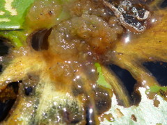 Galerucella nymphaeae