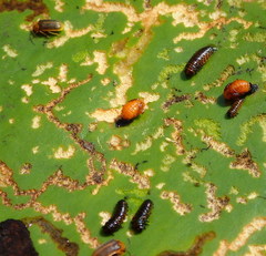 Galerucella nymphaeae