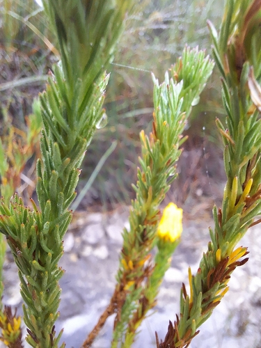 Fives Paraseed (Ursinia quinquepartita)