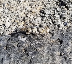 Trimerotropis saxatilis