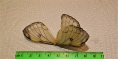 Pseudaphelia apollinaris