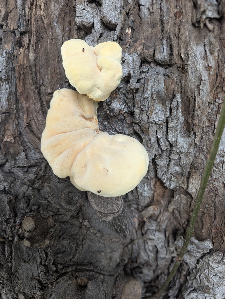 Laetiporus versisporus · July 2025 · photo: © atsushi_nakajima_cirque (iNaturalist, cc-by)