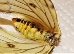 Pseudaphelia apollinaris