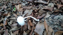 Fungi