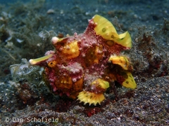 Antennarius maculatus