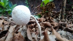 Fungi