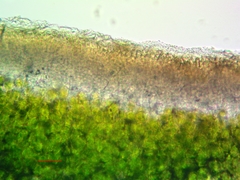 Acarospora rosulata