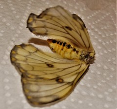 Pseudaphelia apollinaris