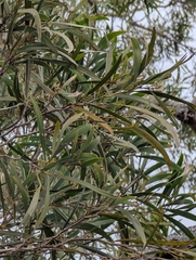 Flinders rose (Acacia heterophylla)