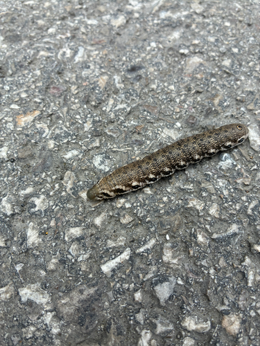 Proserpinus proserpina