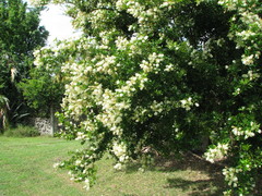 Pithecellobium lanceolatum