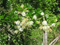 Pithecellobium lanceolatum