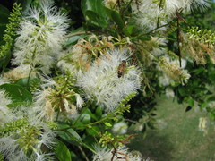 Pithecellobium lanceolatum