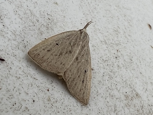 Dotted Fan-foot, Schiermonnikoog National Park, Schiermonnikoog, Provinz Friesland, NL, photo 9 of 10