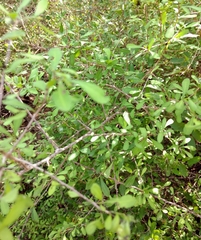 Condalia hookeri