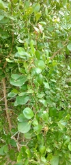 Condalia hookeri