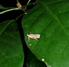 Dichomeris simaoensis