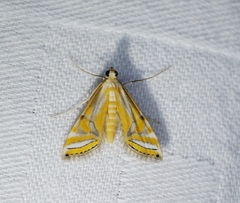 Eristena bifurcalis