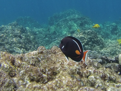 Acanthurus achilles