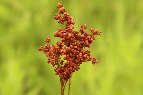 Bog rush (Juncus biflorus)
