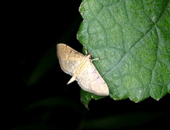 Herpetogramma rudis