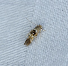 Hieromantis arcuata