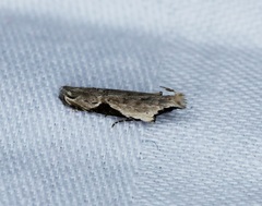 Hypatima verticosa