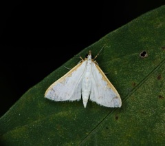 Palpita minuscula