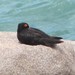 Spectacled Sooty Oystercatcher - Photo (c) Matthew Connors, some rights reserved (CC BY-NC), uploaded by Matthew Connors