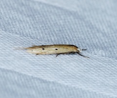 Roeslerstammiidae