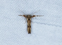 Stathmopoda stimulata