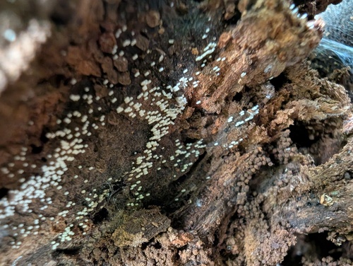 Henningsomyces candidus