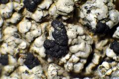 Lecidella carpathica