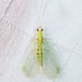 Stink Lacewings - Photo (c) Diane P. Brooks, some rights reserved (CC BY-NC-SA), uploaded by Diane P. Brooks