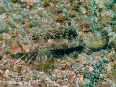 Dactylopus kuiteri