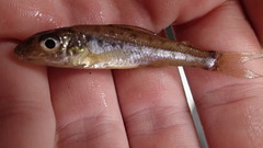 Percopsis omiscomaycus