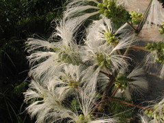 Pithecellobium macrandrium