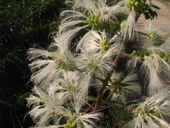 Pithecellobium macrandrium