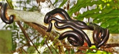 Doratogonus infragilis