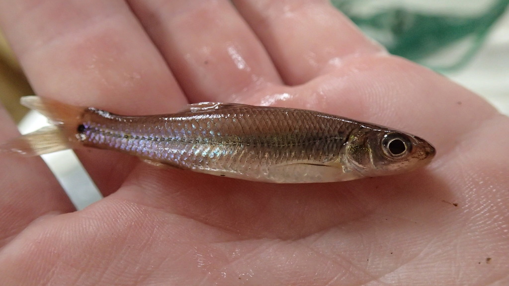 Bullhead Minnow (Fishes of the Upper Green River, KY) · iNaturalist