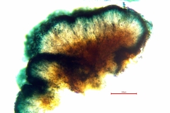 Lecidella carpathica