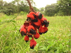 Pithecellobium macrandrium