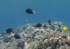 Acanthurus nigricans