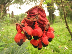 Pithecellobium macrandrium