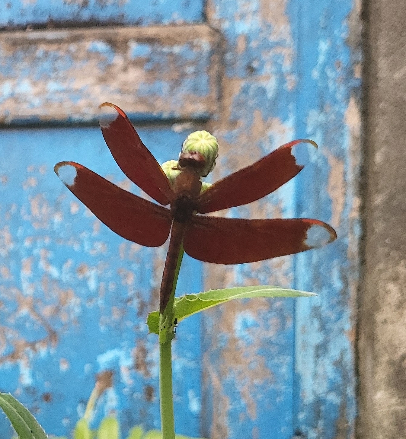 Fulvous Forest Skimmer
