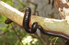 Doratogonus infragilis