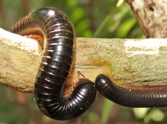 Doratogonus infragilis
