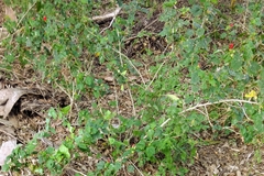 Malvaviscus arboreus drummondii